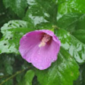 Meet your Posher, Sparkelez